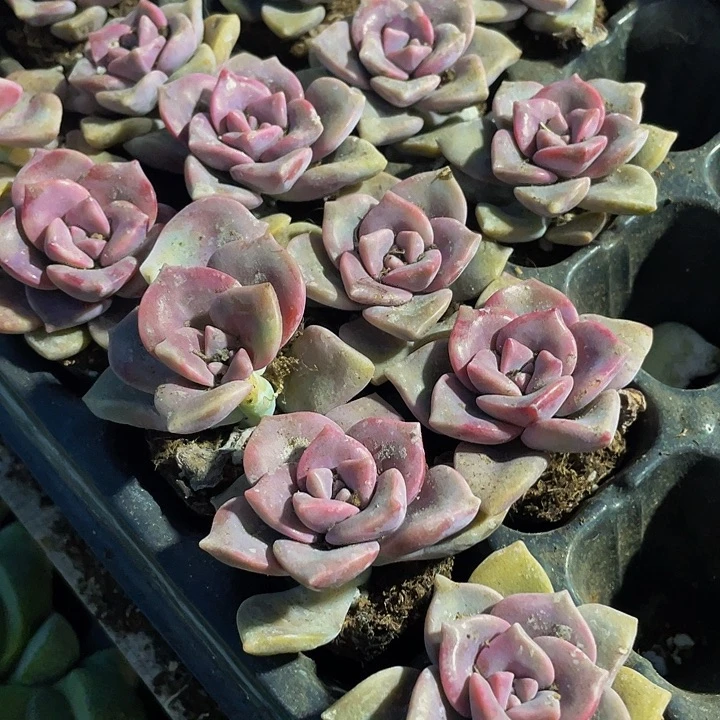 小紫乐1元带土发