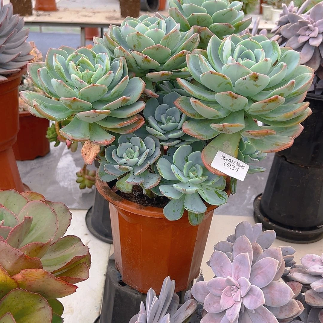 桃***泡1924白月光多肉植物