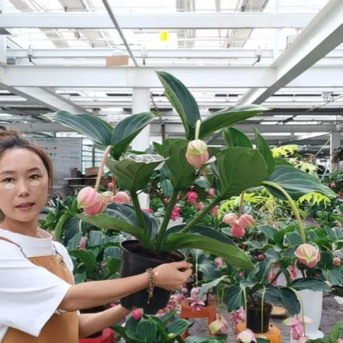凤***苓当前无花栽培后可以开花6头6花苞玫红
