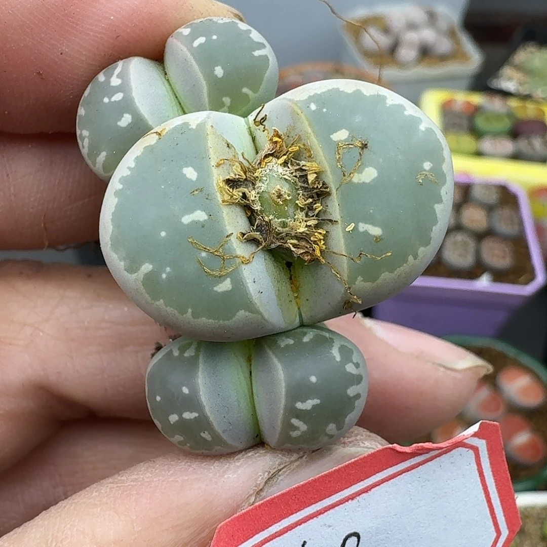 19多肉哈哈哈哈哈哈哈