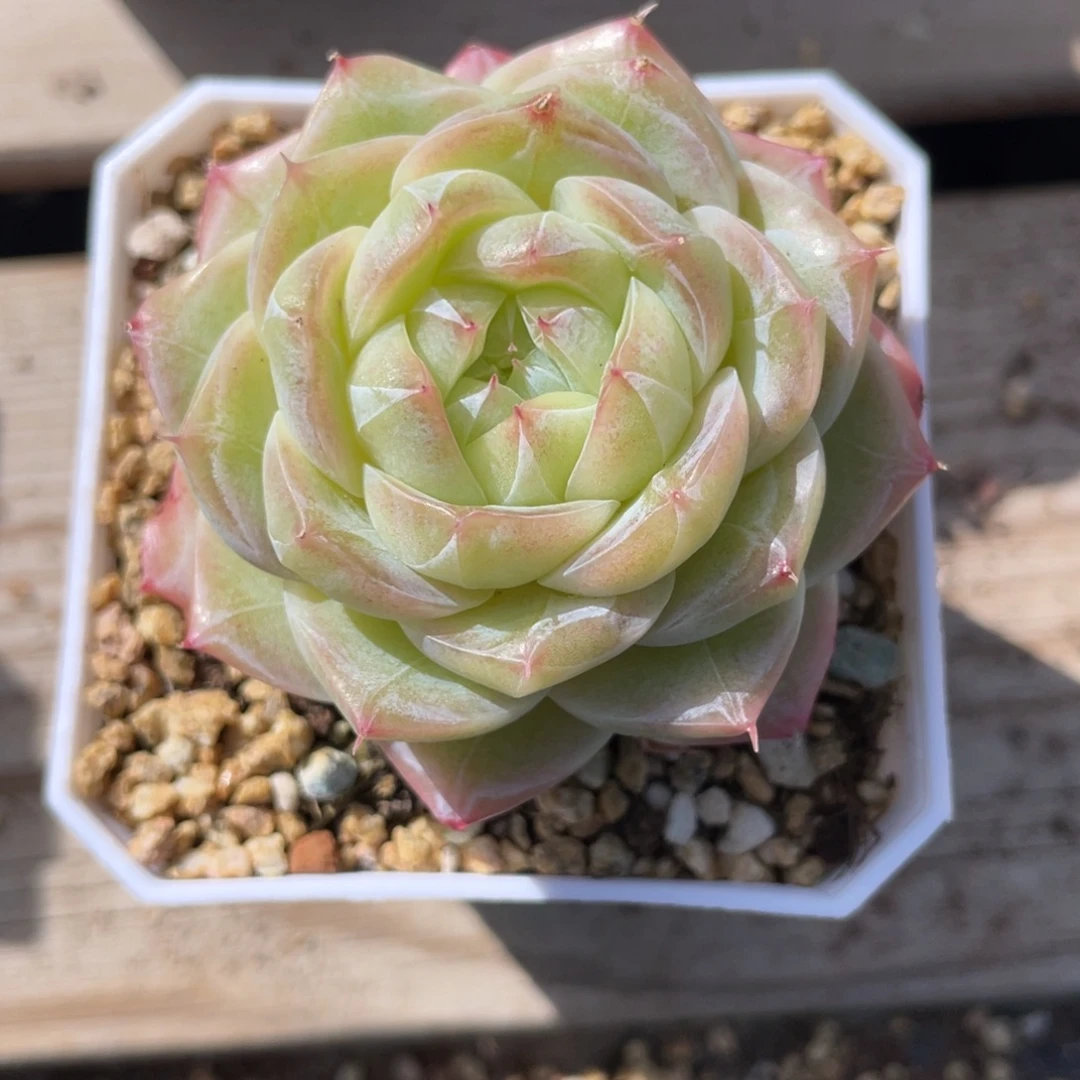 优选奶芙珍妮1800