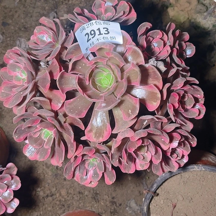 2913爱神多肉植物保护