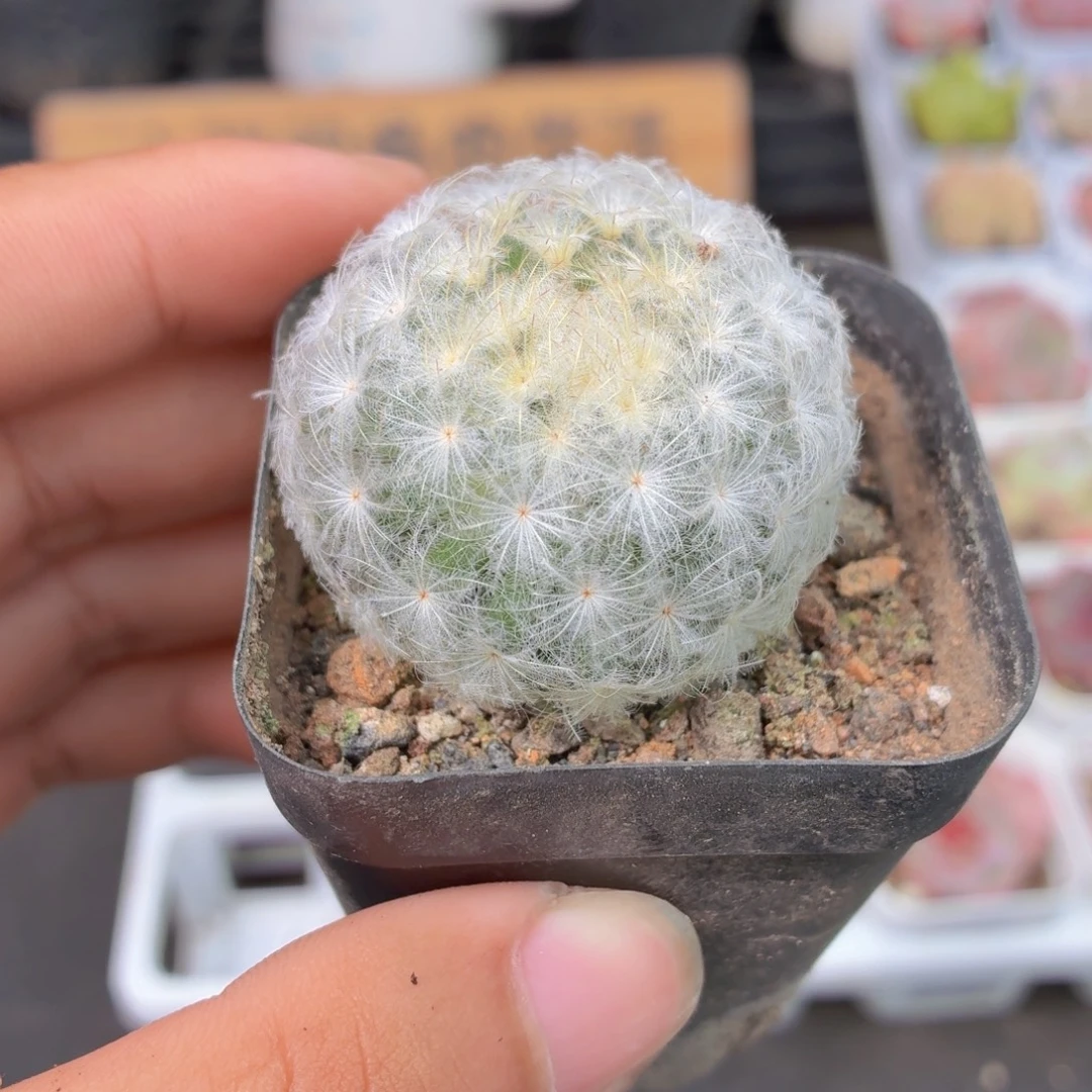 白星多肉9.9包邮发货