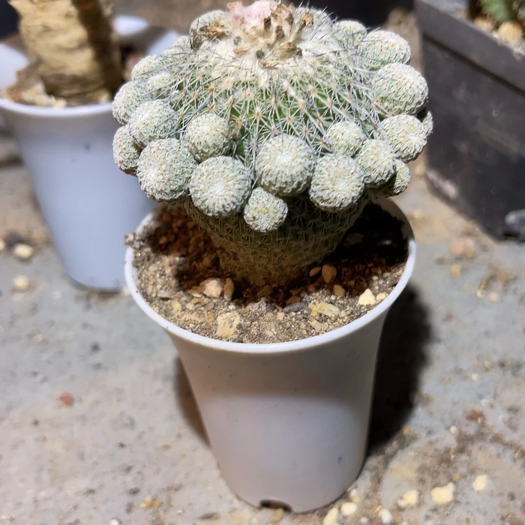 实生乌月丸仙人球