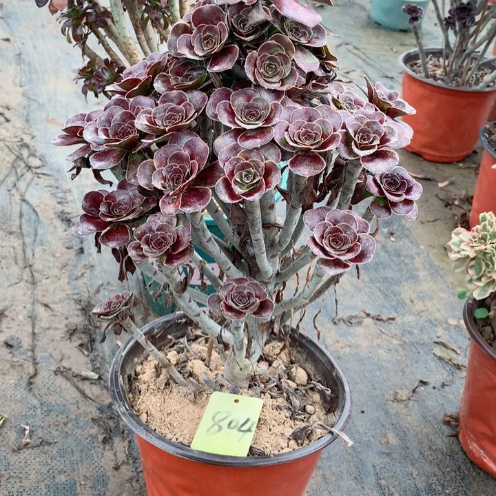 804玫瑰圆叶多肉一物一拍