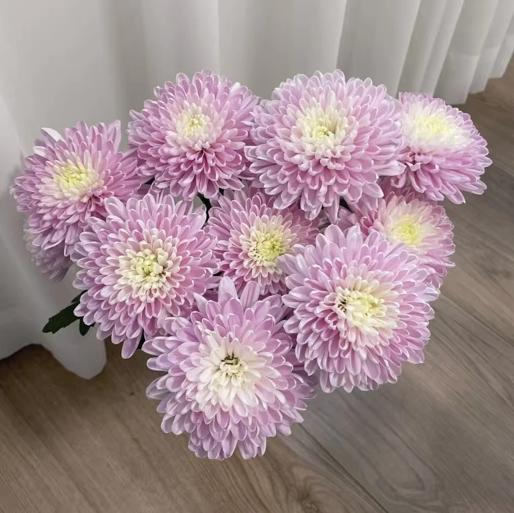 10枝粉色安娜菊(两单顺丰冷链或京东快递)云南鲜花基地直发