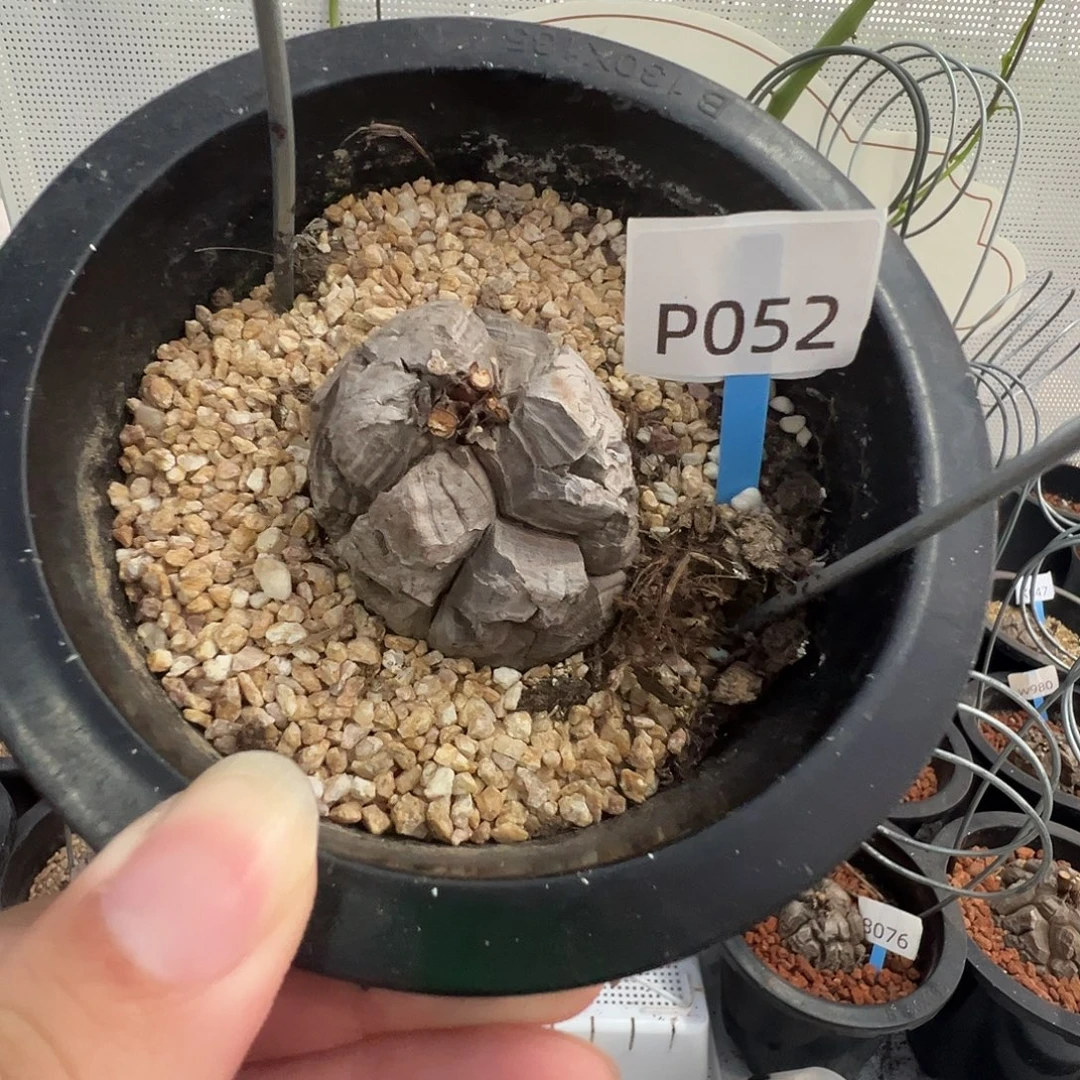 多肉植物专拍 一物一拍 南非龟甲龙052