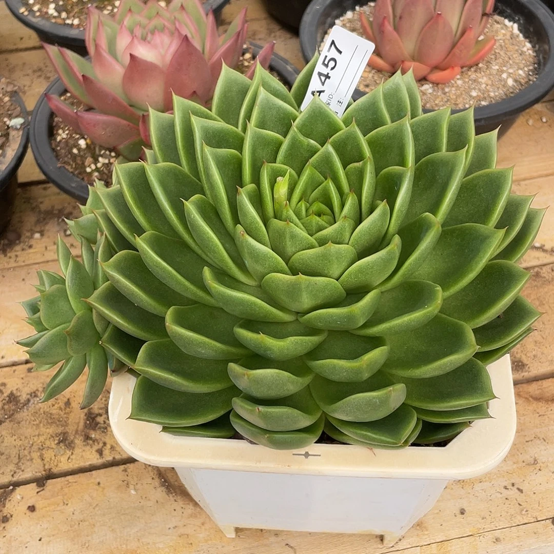 开****若如东云单拍A457