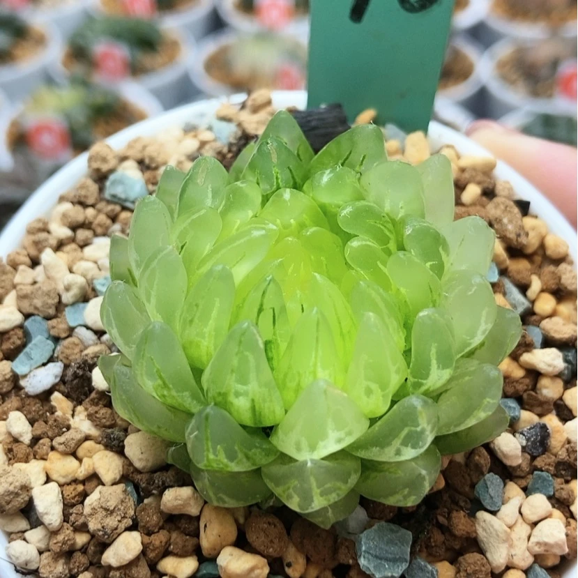 【闪购商品】冰晶40