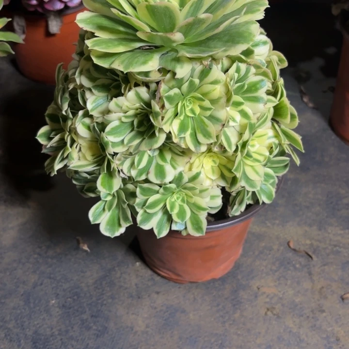 瑞妈，，，。。。。426迈，