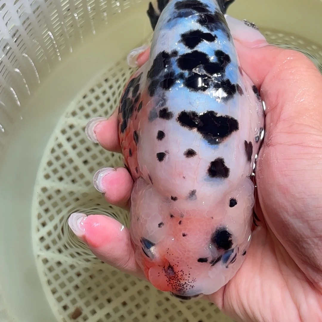 如***果金鱼拍包装包邮，不拍包装运费到付