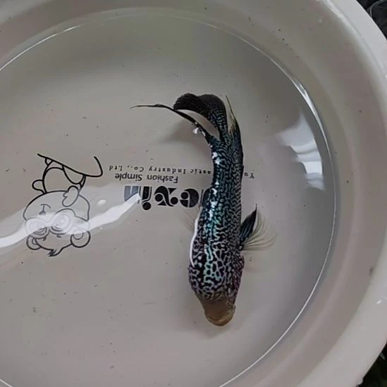 罗汉鱼66666666666666