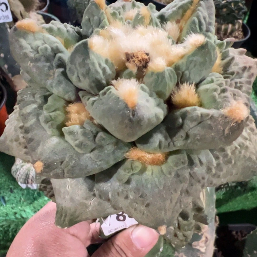 龟甲牡丹仙人球788