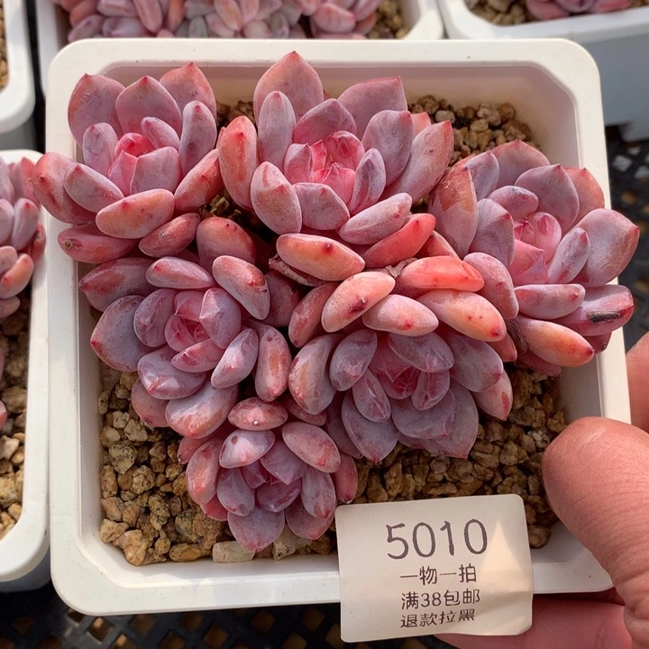 5010橙梦露六头趴地默认有砍