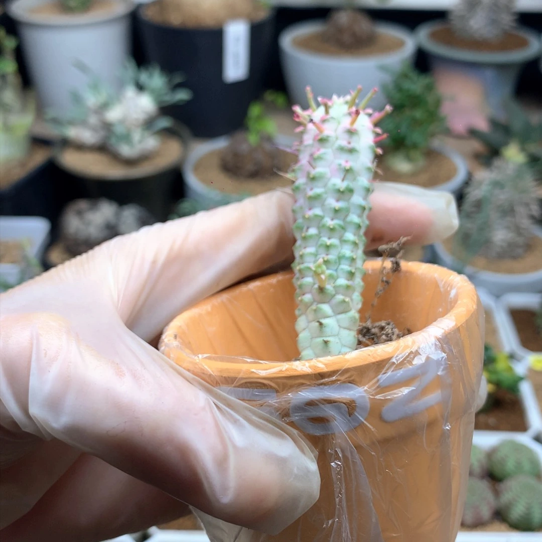 鹅****~白桦麒麟多肉带盆