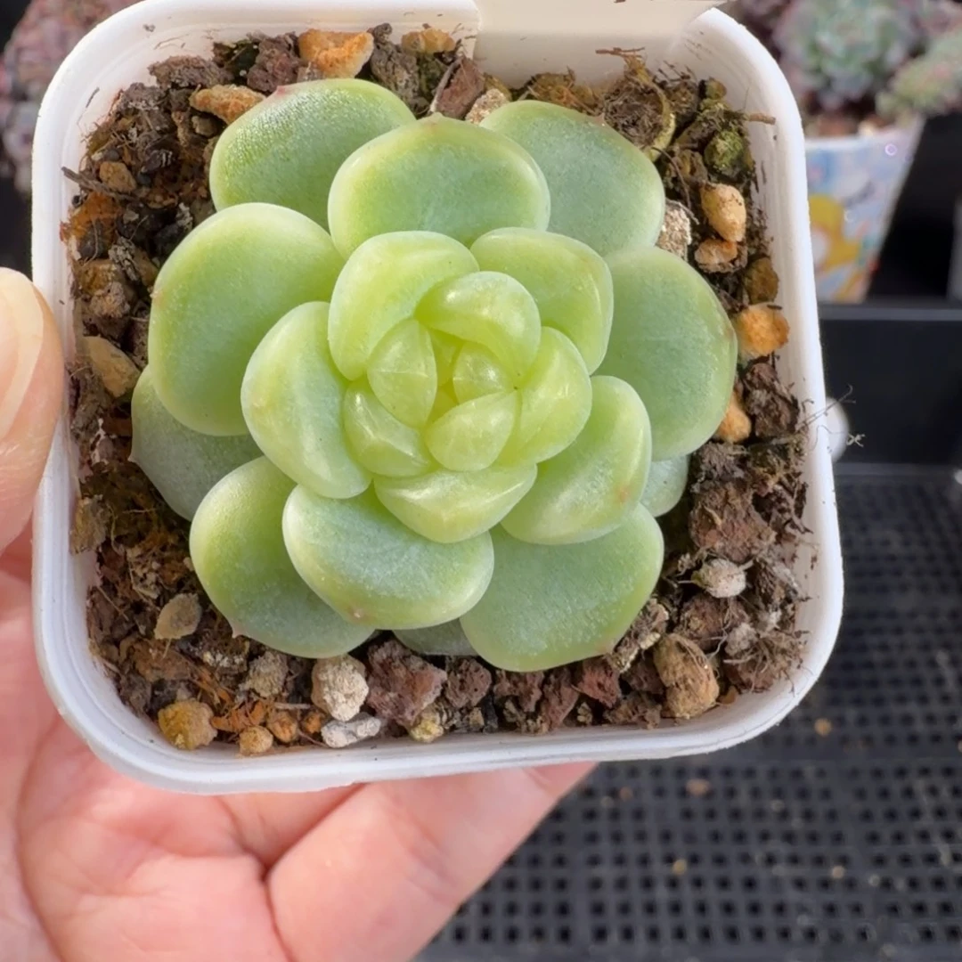 童话单头福利157号