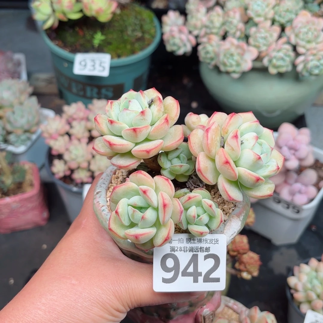 香草老桩无盆土发货