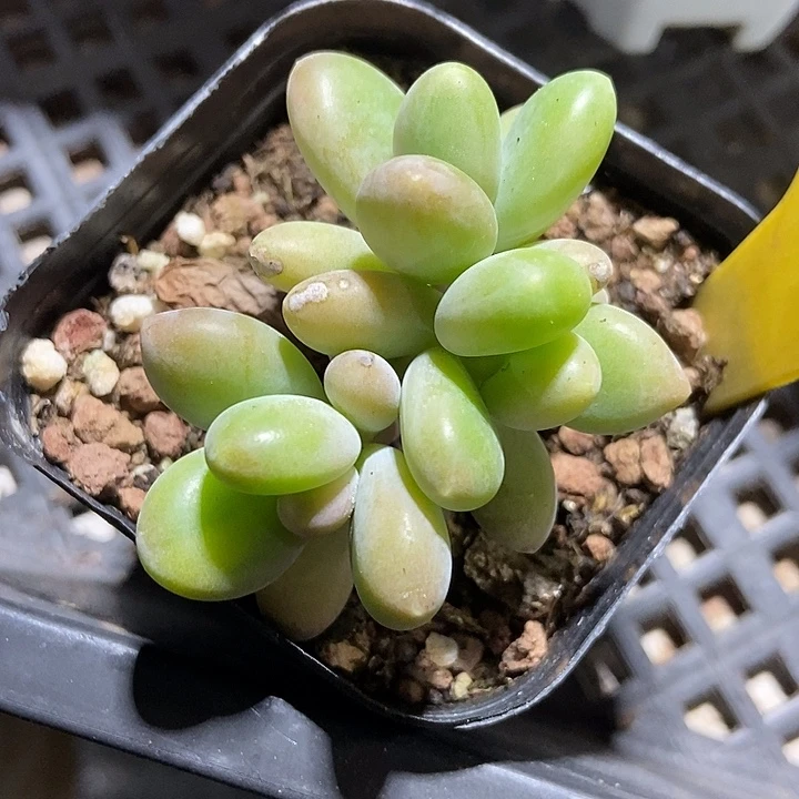 多肉植物芒果奶879