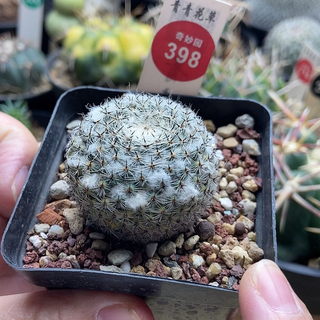 自根输入雪顶恋山彦4.2cm