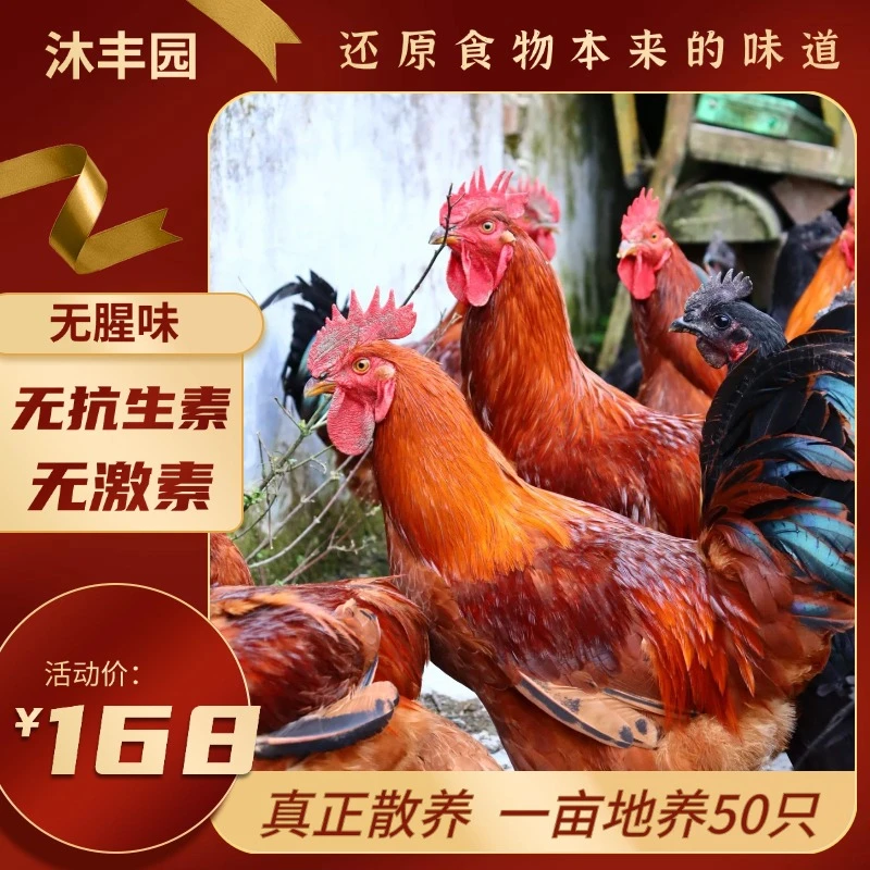 MUFENGYUAN/沐丰园无抗生素无激素纯粮喂养半年正宗细脚原种公鸡