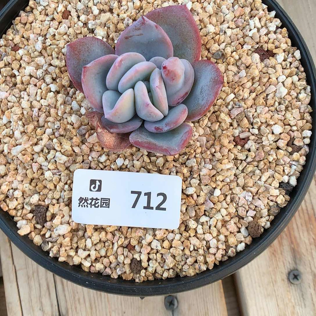 712奶茶石化66666多肉