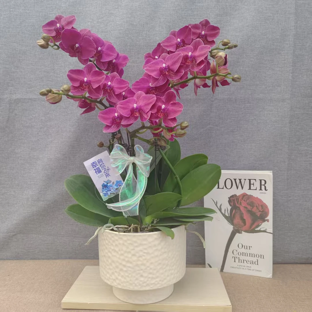 鲜花【蒙特勒】蝴蝶兰室内种植观赏可带花发货适合送礼