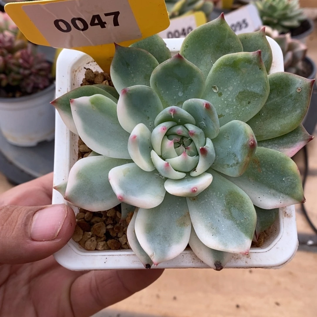 0047吉娃娃哈哈哈