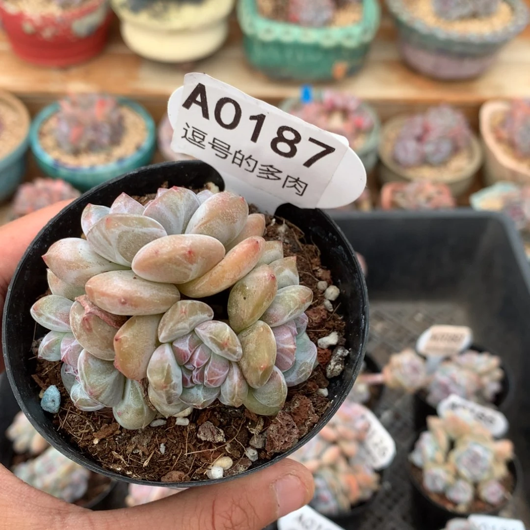 A0187 特价突尼斯 有砍 6.5cm