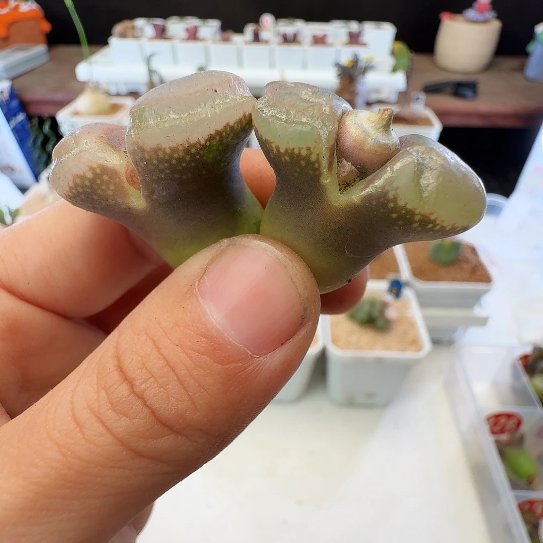 多肉植物福利风铃337