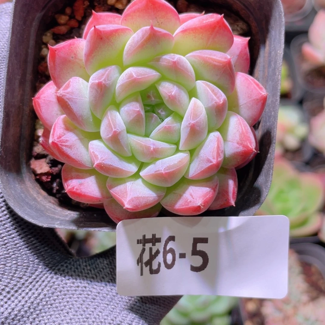 花利美 6-5白桃汽水