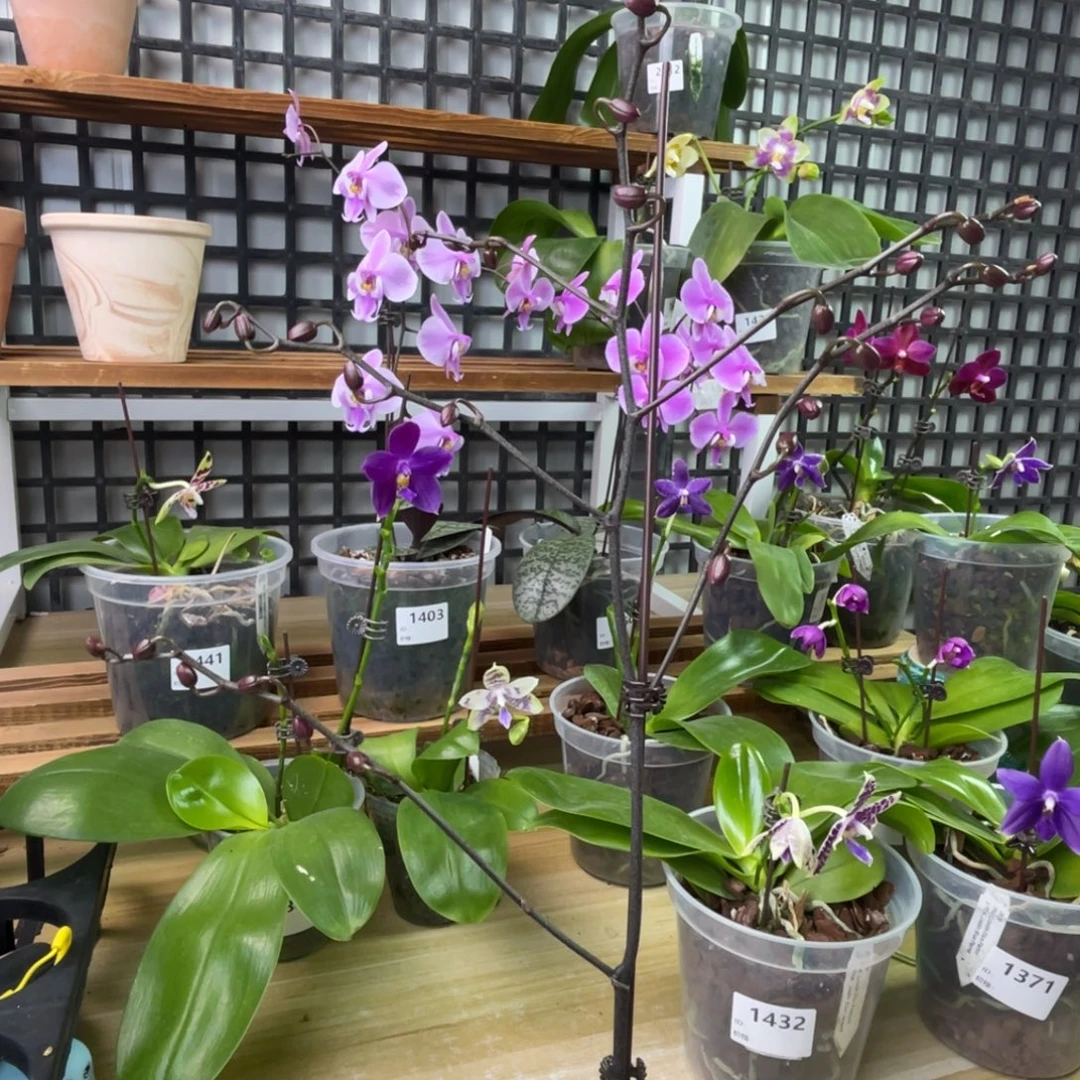 完全开放SWRM405-5寸-32花苞-1334