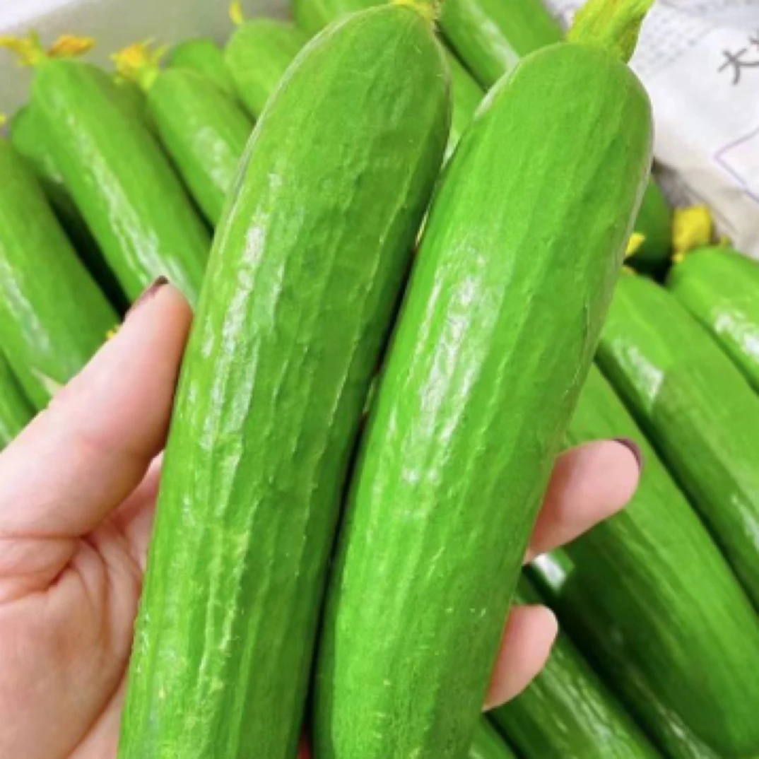 【嘎嘎脆】水果黄瓜一箱（约2.6斤）8根～10根