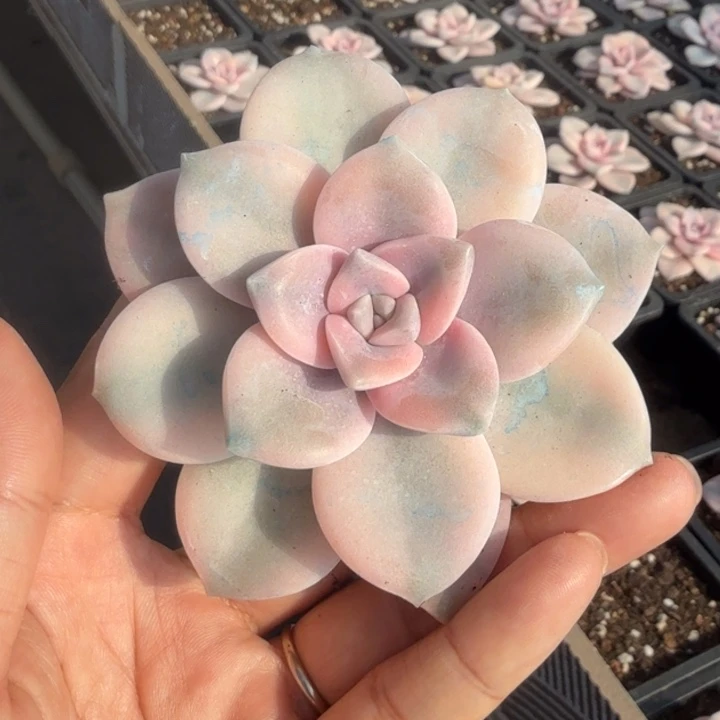 粉紫乐锦刚发根一颗的价格