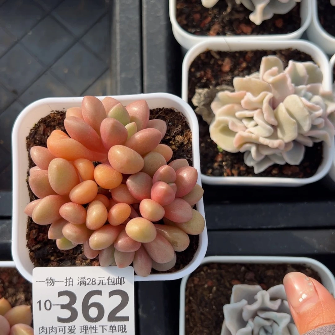 先锋派，多肉多肉多肉多肉