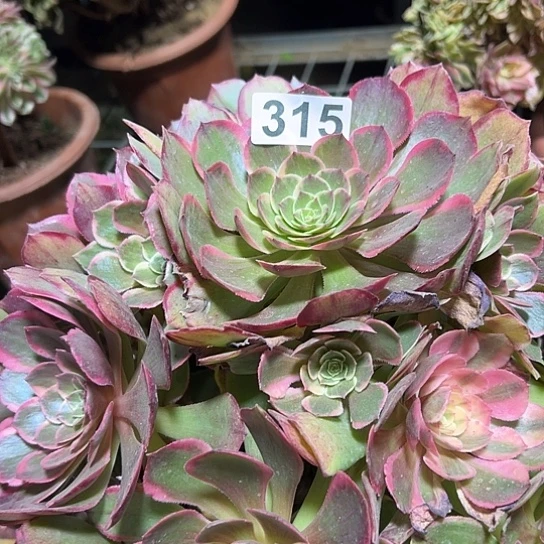 布****多肉植物一个粉花妖315