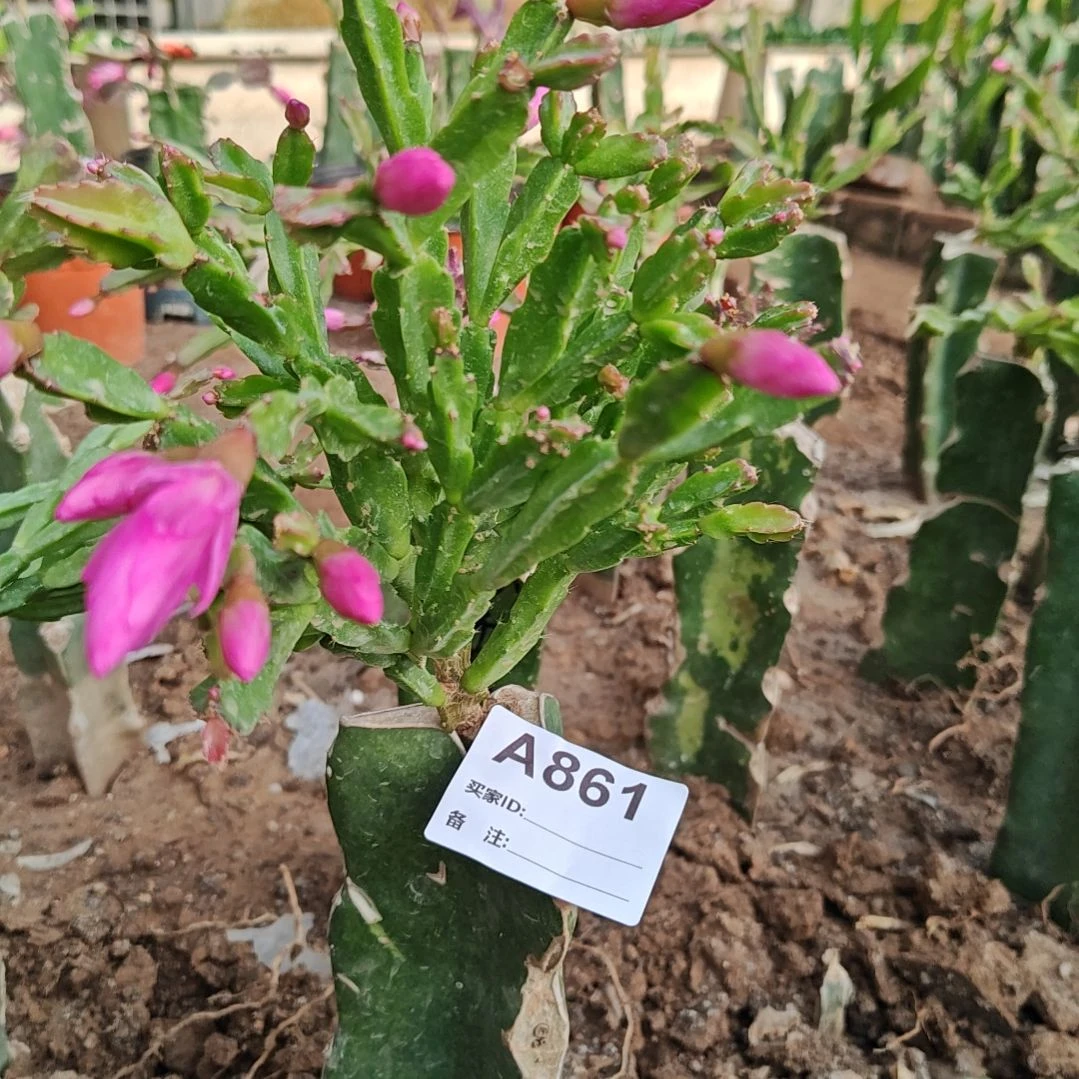 异类脱土易掉苞芽861