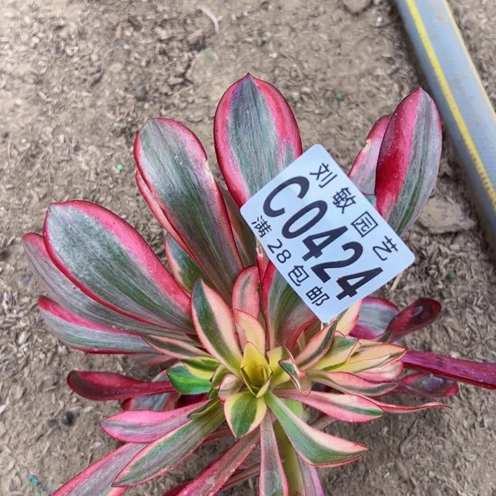 0424多肉植物法师法师
