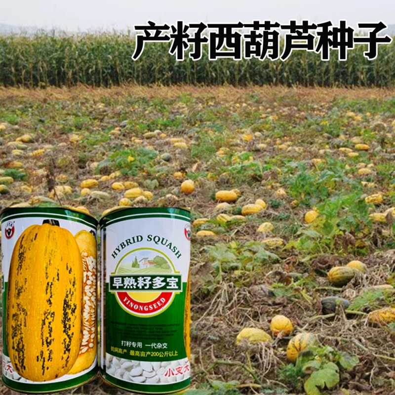 早熟籽多宝产籽西葫芦种子大田基地杂交品种产籽南瓜种籽