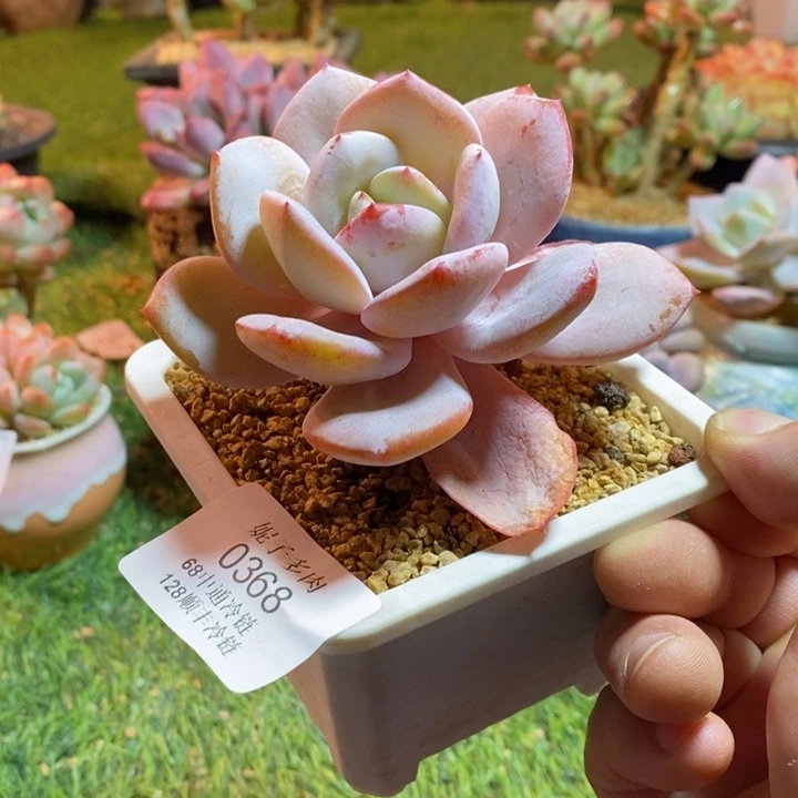 0368啊啊啊啊啊啊啊啊啊啊