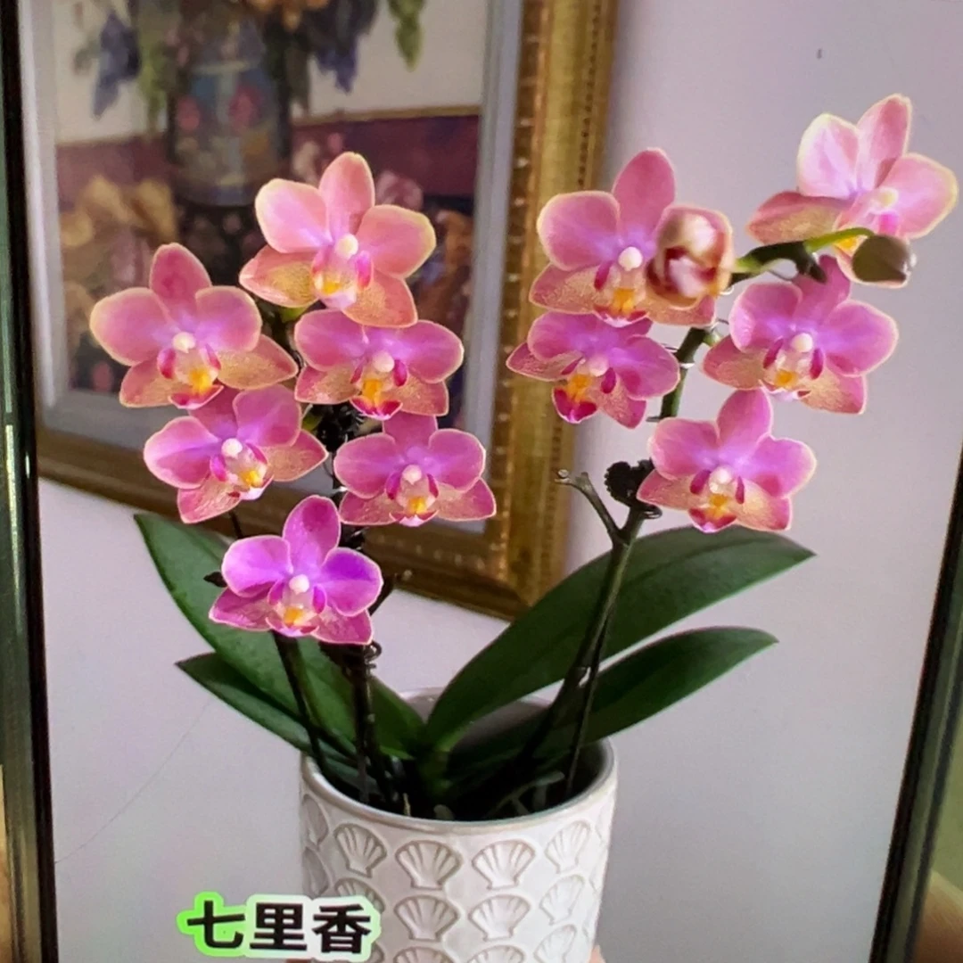 当前无花栽培后可以开花七里香苗子