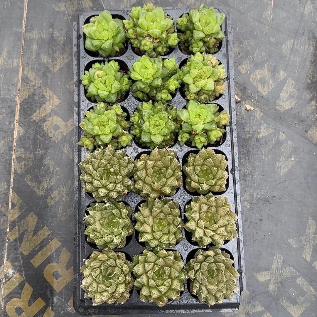 水晶玉露、琉璃玉露，各9颗