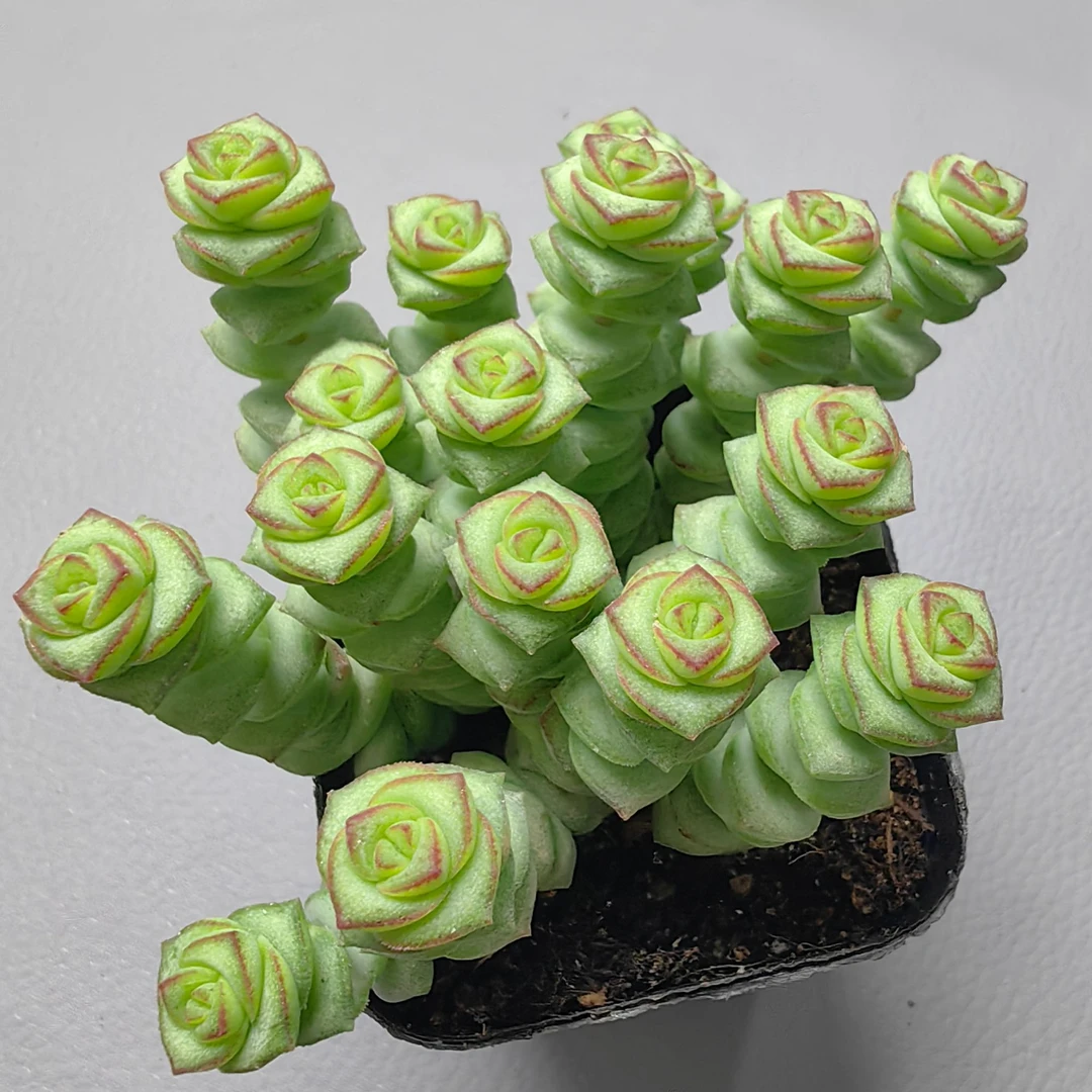 钱串子多肉植物带盆土室内好养精品多肉绿植（直播间展示为准）
