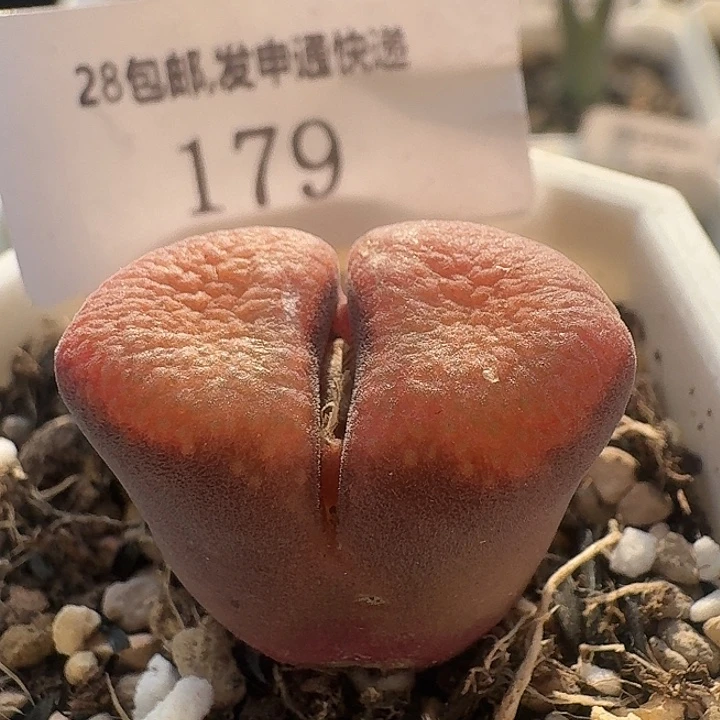 179 红蛋糕 风铃。