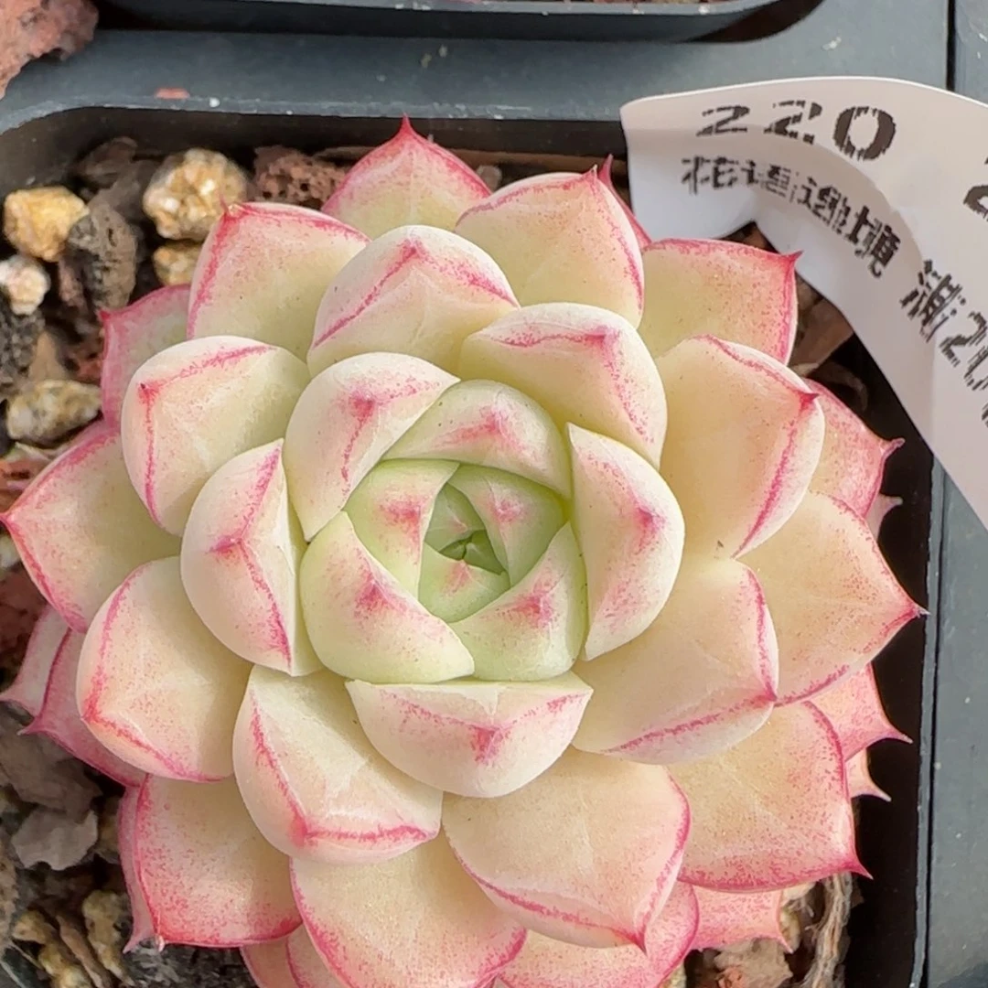 花语逸境0219-220