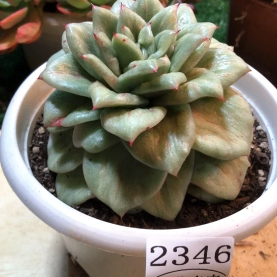 蔷薇突起，2346，一物一拍