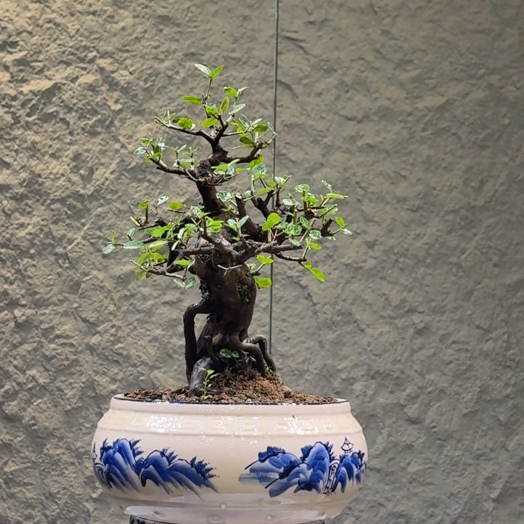 悠***山无花朵雀梅一物一拍脱盆