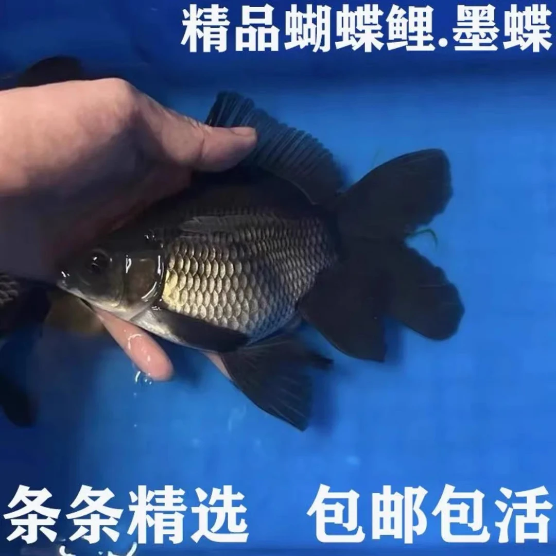 黑色精品墨蝶蝴蝶鲤观赏鱼广温好养大鳍大尾适合室内养殖