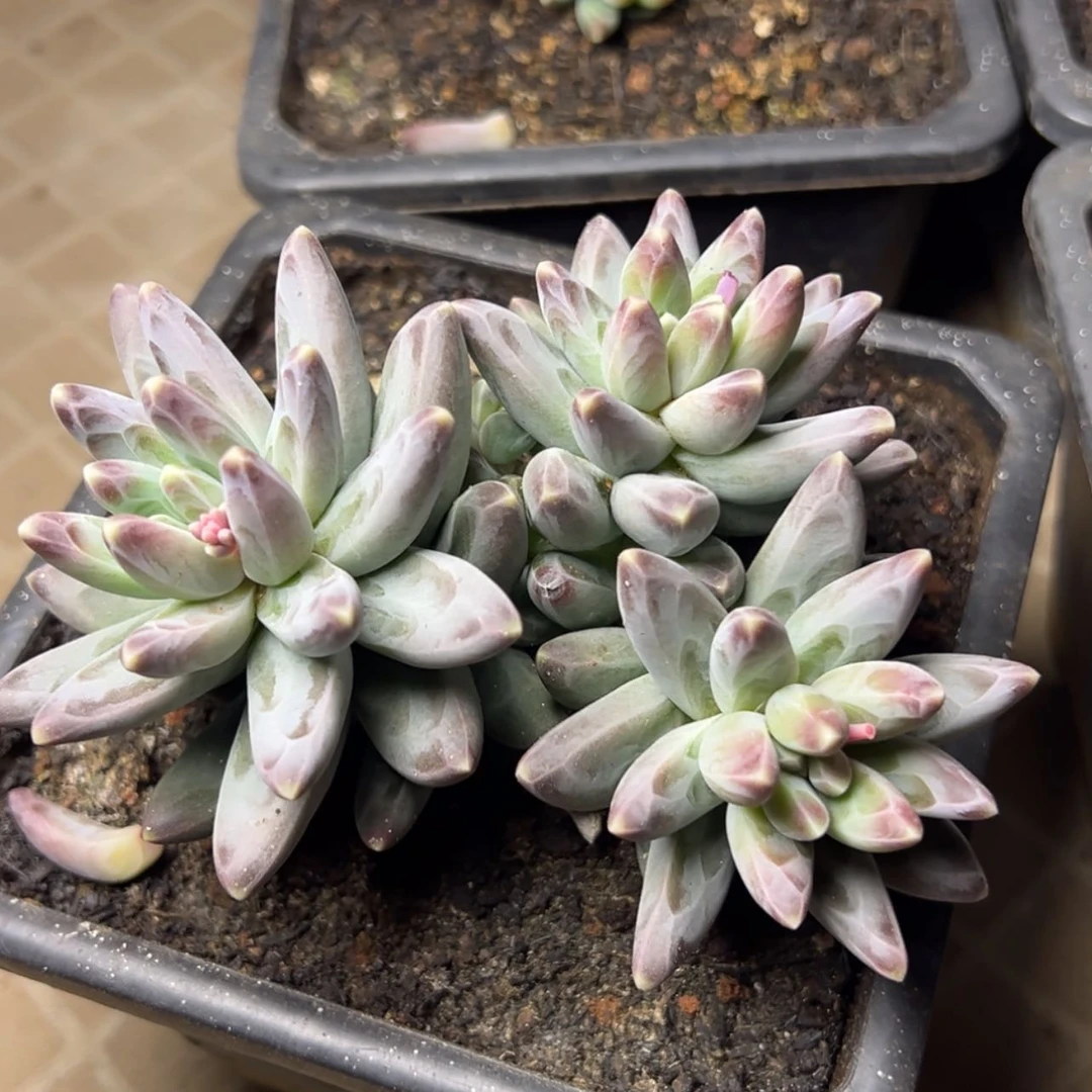 【闪购商品】风羽多肉39.8