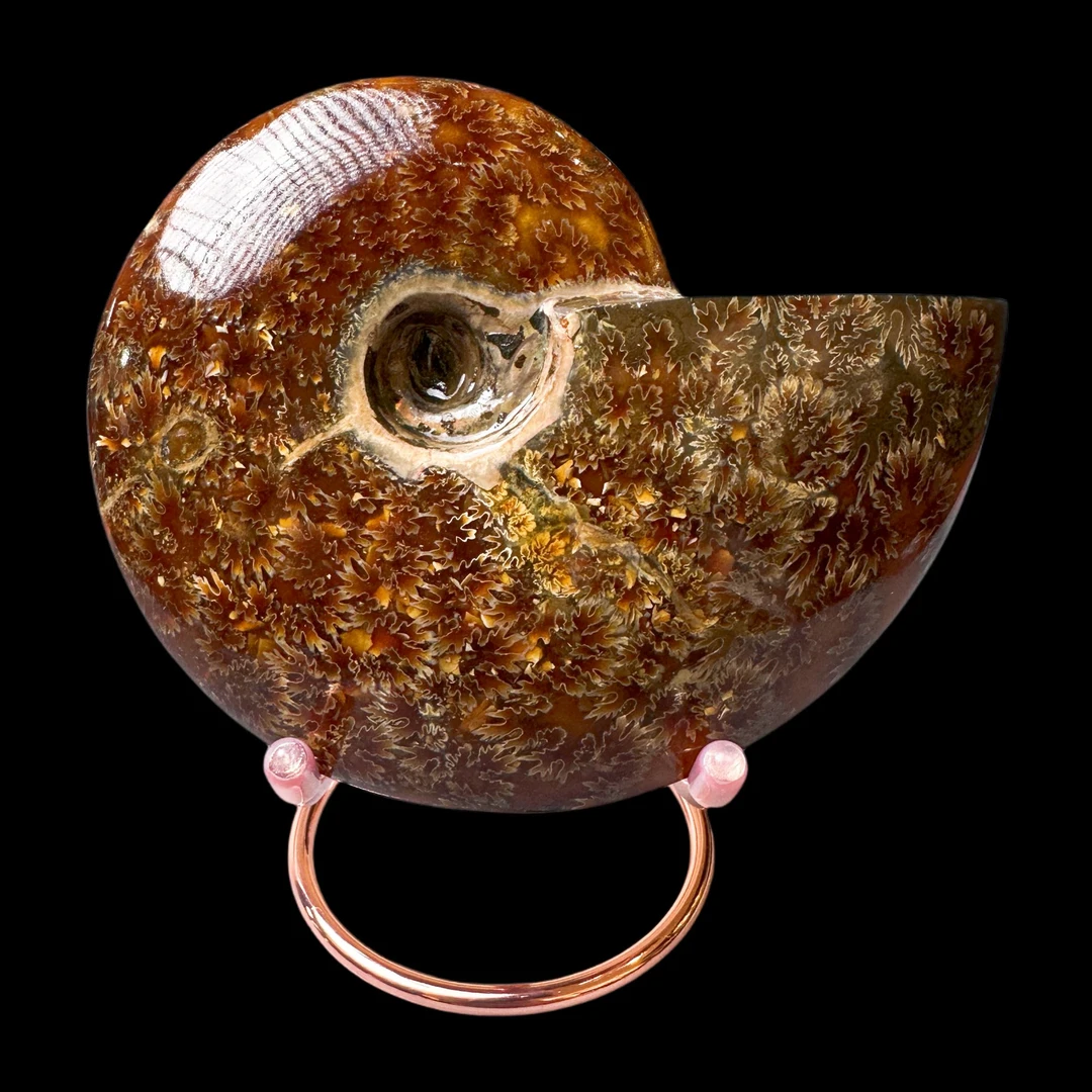 【 叶菊石（摆件）】尺寸136.1mm 玉化 马达加斯加 BZ 古贝壳N-1 R25