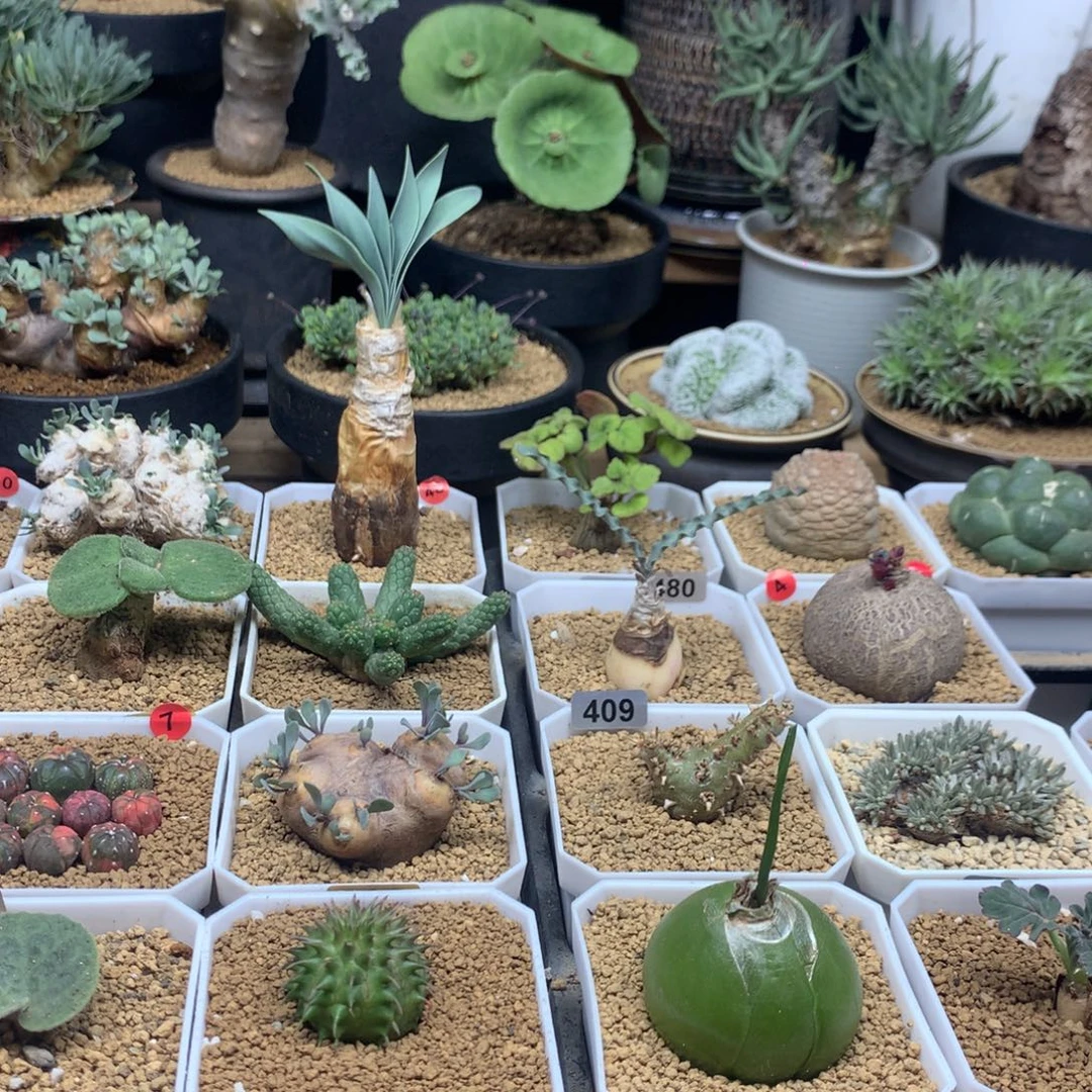 小***子保温箱多肉多肉多肉